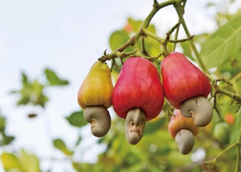 Anticancer and other Benefits Of Cashew Nuts You May Not Know