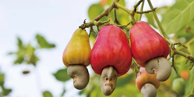 Anticancer and other Benefits Of Cashew Nuts You May Not Know