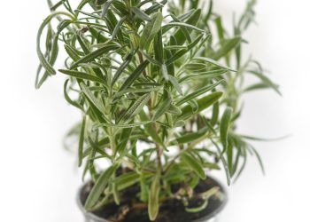 The Health benefits of Thyme