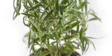 The Health benefits of Thyme