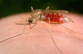 Malaria and its Impact on Global Health
